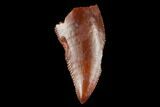 Serrated, Raptor Tooth - Real Dinosaur Tooth #173535-1